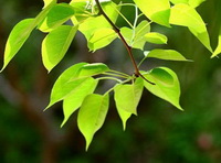 Ribes nigrum:leaves