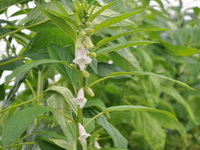Sesamum orientale:growing plants