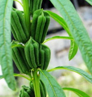 Sesamum orientale:fruiting plant