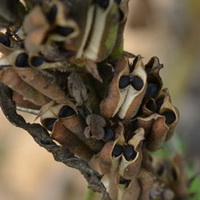 Sesamum orientale:fruiting plant with pods