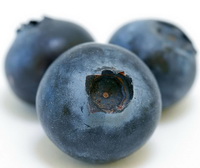 Bilberry:fruit photo