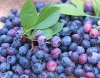 Vaccinium myrtillus.:bilberry fruits