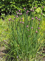 Allium schoenoprasum:flowering plant