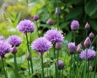 Allium schoenoprasum:buds and flowers