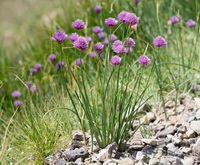 Allium schoenoprasum:flowering chives