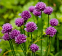 Allium schoenoprasum:chives flowers