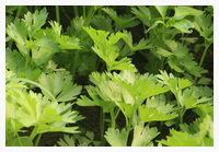 Apium graveolens:celery leaves