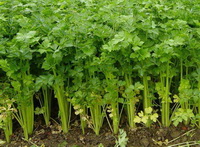 Apium graveolens:growing celery in field