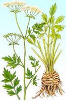 Apium graveolens:celery picture