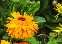 flowering plants of Calendula officinalis with orange-colored flowers