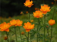 Calendula officinalis:marigold flowers