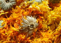 dry flower of marigold