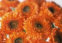 flowers of marigold