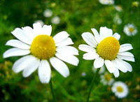 Chamaemelum nobile:flowers