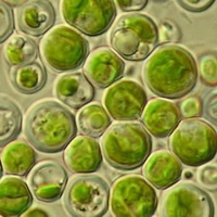 Chlorella vulgaris:algae in water