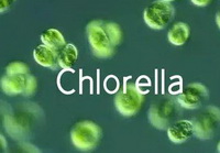 Chlorella algae
