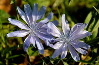 Cichorium intybus:Chicory flowers