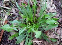 Cichorium intybus:Chicory shrubs