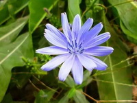 Cichorium intybus:Chicory flower