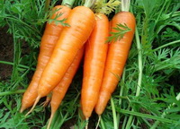 Daucus carota:seedling and carrot