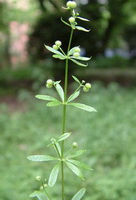 Galium aparine:flowering cleavers