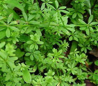 Galium aparine:growing plants