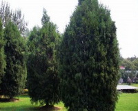 Juniperus virginiana:growing tree