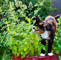 Nepeta cataria:catmint and cat