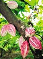 Theobroma cacao:fruiting tree