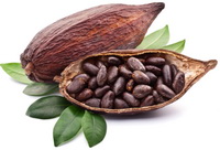 Theobroma cacao:Cocoa fruit and beans