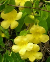 Uncaria tomentosa:flowering plant