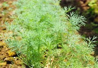 Anethum graveolens:growing shrubs