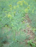 Anethum graveolens:flowering plant