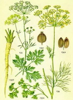 a colorful drawing of Anethum graveolens,root,green leaves,yellow flower spikes,fruit and seeds