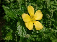 Turnera diffusa Willd:flowering plant