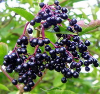 elderberry:herb photo