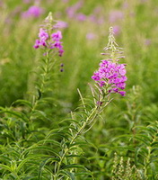 Epilobium angustifolium:flowering plant