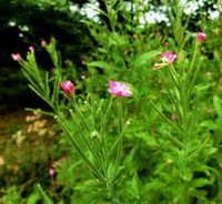 Epilobium hirsutum L:flowering plant