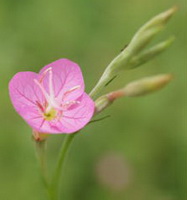 Epilobium hirsutum L:flowering plant