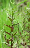 Epilobium hirsutum L:growing plant