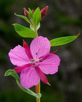 Epilobium latifolium:flower and leaf