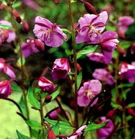 Epilobium latifolium:flowering plants