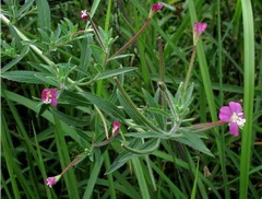 Epilobium minutiflorum Hausskn:flowering plant