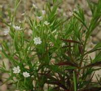 Epilobium palustre:flowering plant