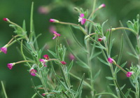 Epilobium parviflorum Schreber:flowering plant