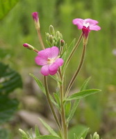 Epilobium parviflorum Schreber:flowering plant