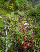 Epilobium royleanum Hausskn:short-stalk willow herb