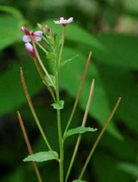 Epilobium wallichianum Hausskn:flowering plant