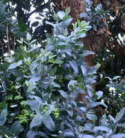Eucalyptus globulus Labill:leaves