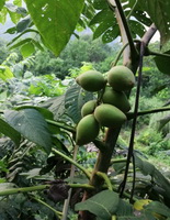 Juglans regia:fruiting tree